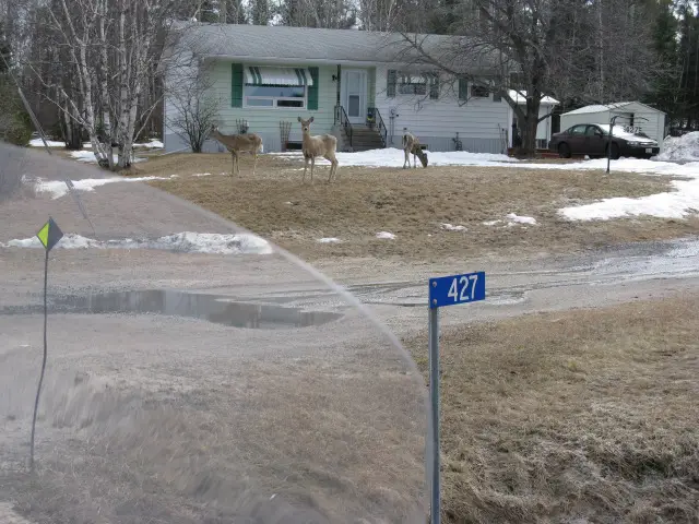I like deer when I am in my livingroom watching them dodge traffic, not when I am the traffic.