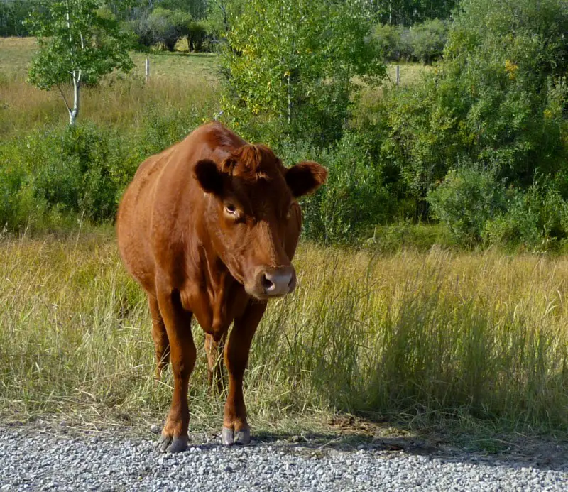cow on road.jpg