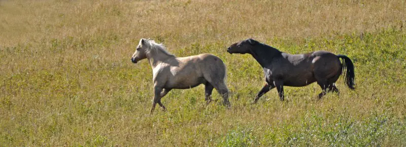 2 horses.jpg