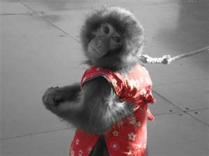 ~~~~~Monkey.jpg