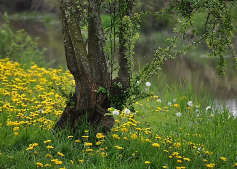 tree and creek.jpg