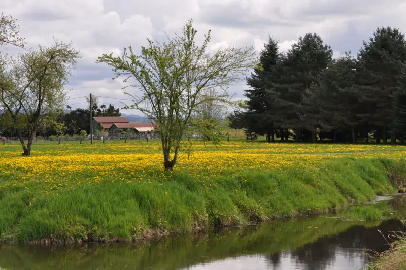Country scene.jpg