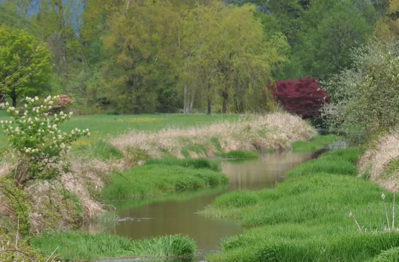 Bucolic scene creek and trees.jpg
