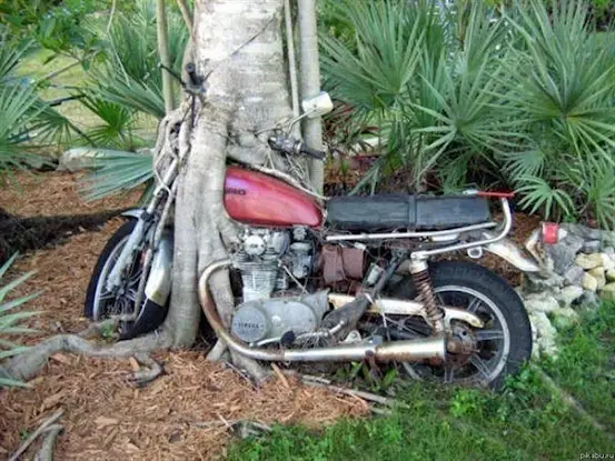 BikeinaTree.jpg