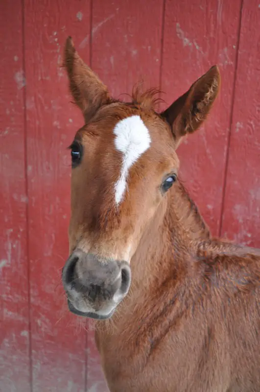 foal.JPG