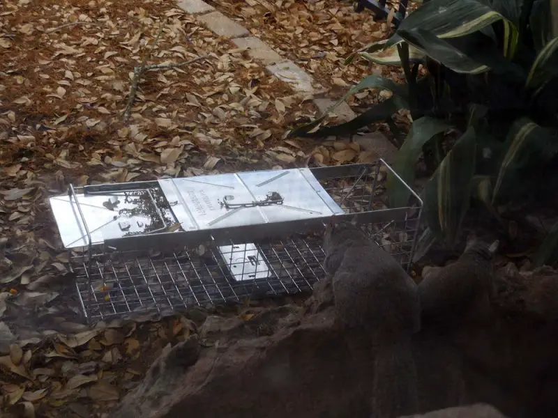 Trapping 101.