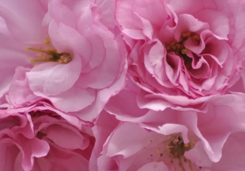 blossoms close.jpg