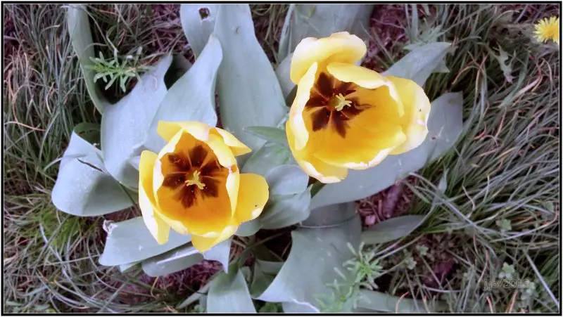 tulips.jpg