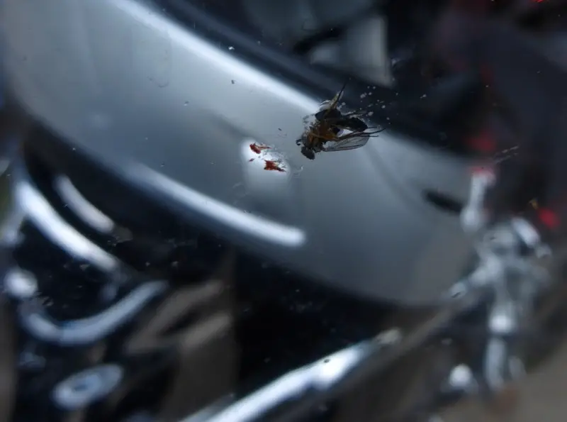 Bug on the windshield.jpg