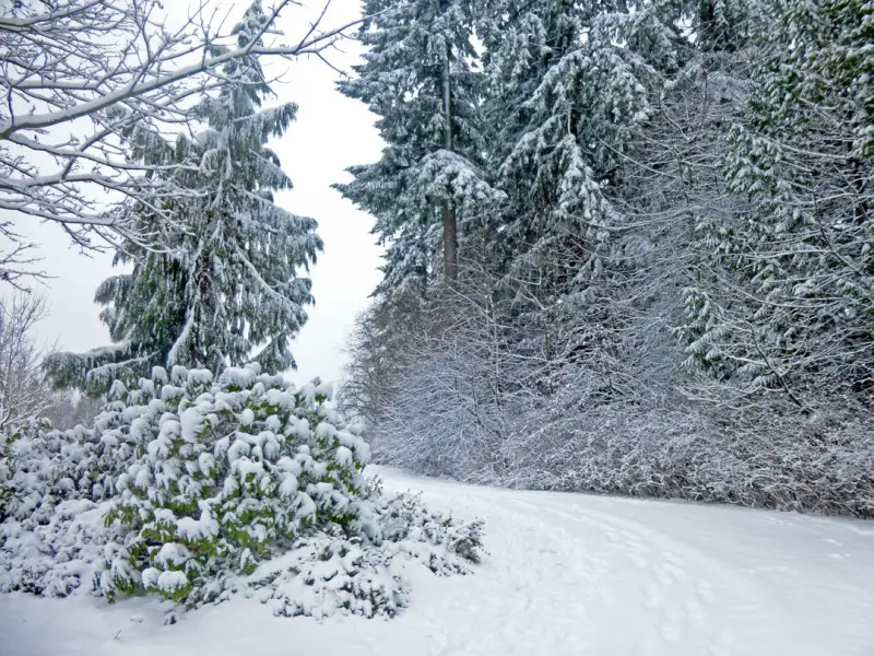 Snow in the park Dec 20 2014.jpg
