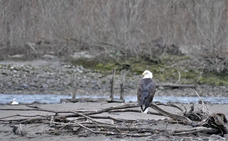 eagle photo bomb.jpg