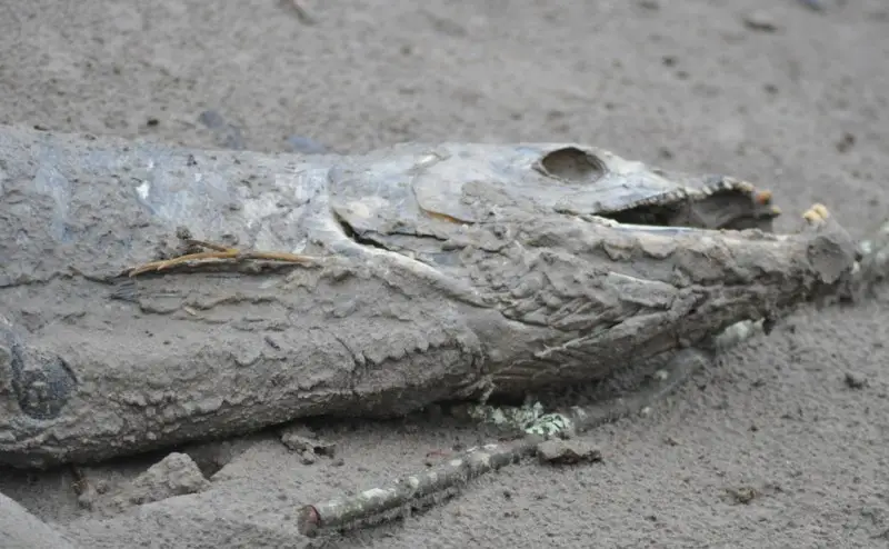 dead fish.jpg