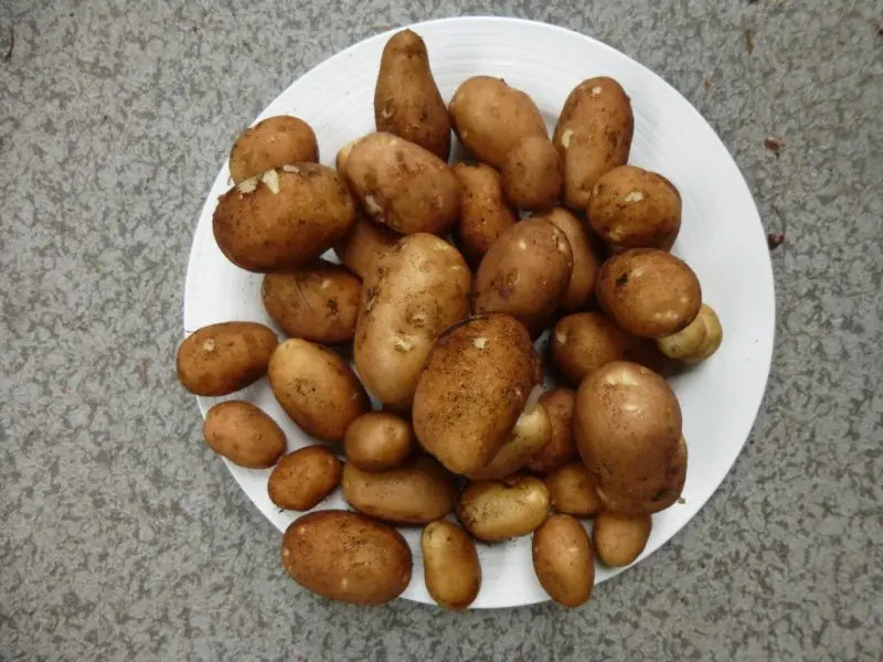 plate of potatoes from the pot.jpg