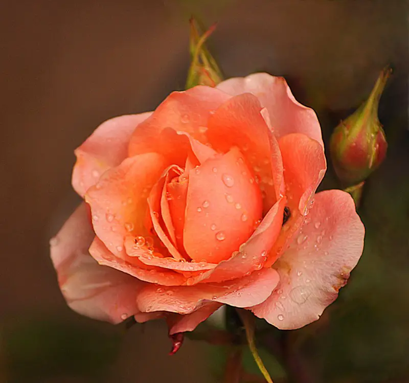 The coral rose.jpg