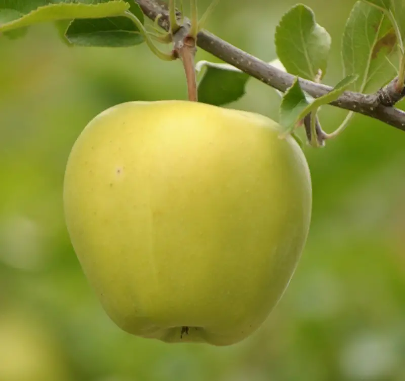 fresh apple.jpg
