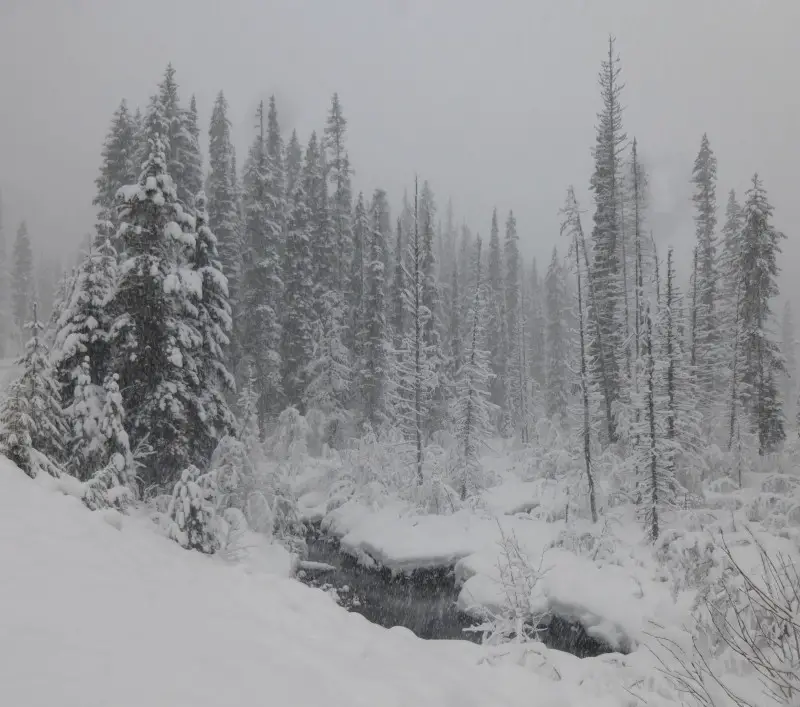 mist and snow on trees.jpg