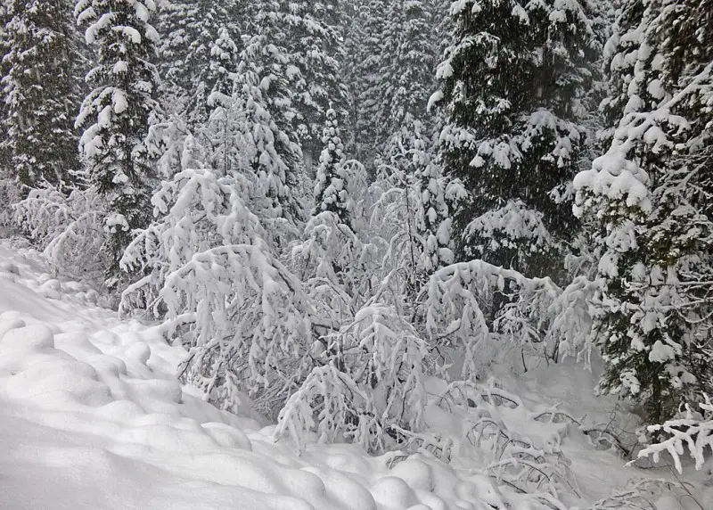 Winter in Manning Park.jpg