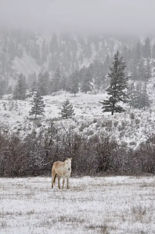 Winter in the Similkameen.jpg