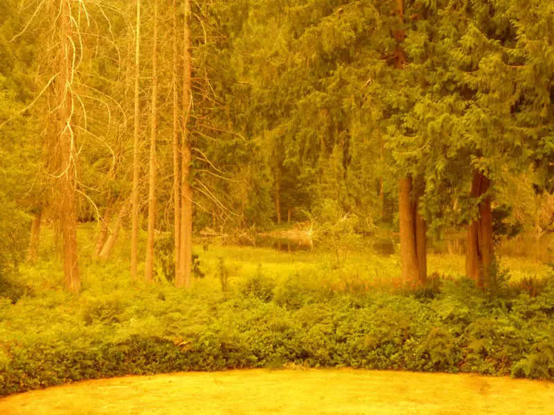 Amber view from back deck.jpg