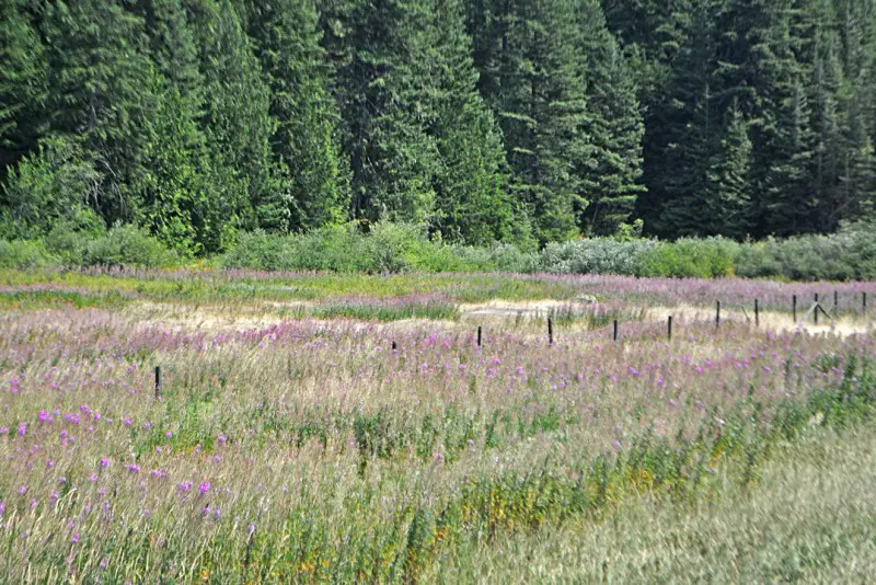 Meadow old hope highway.jpg