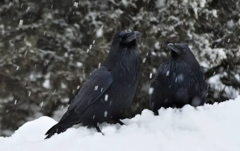 ravens on snowbank.jpg