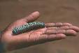 Mopane2.jpg