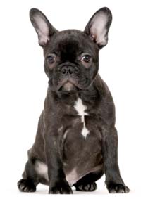 french-bulldog.jpg