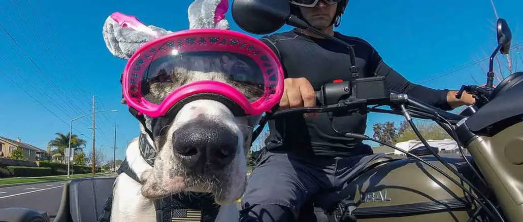 Waffles the Sidecar Dog - One Dog's Great Life on the Road