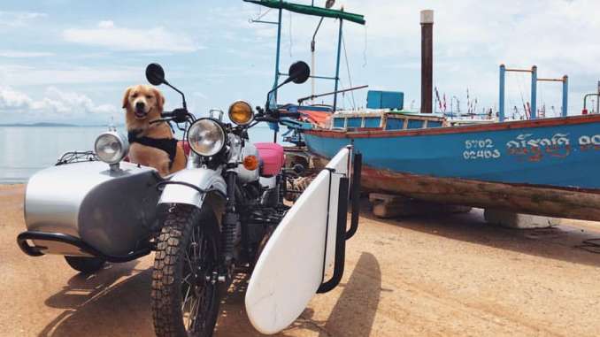 The Dog Days of Summer #sidecardog The Dog Days of Summer #sidecardog